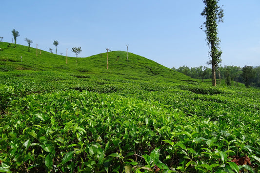 Dilaram Tea Estate